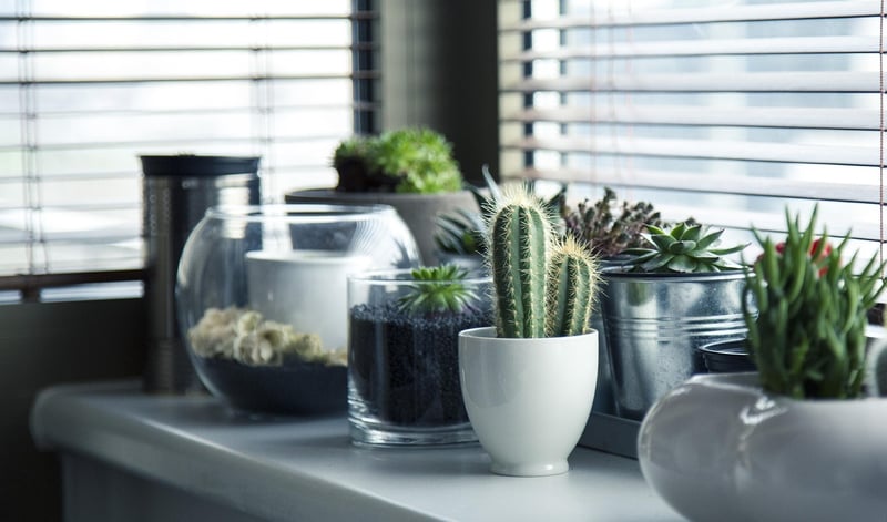 Indoor Planting
