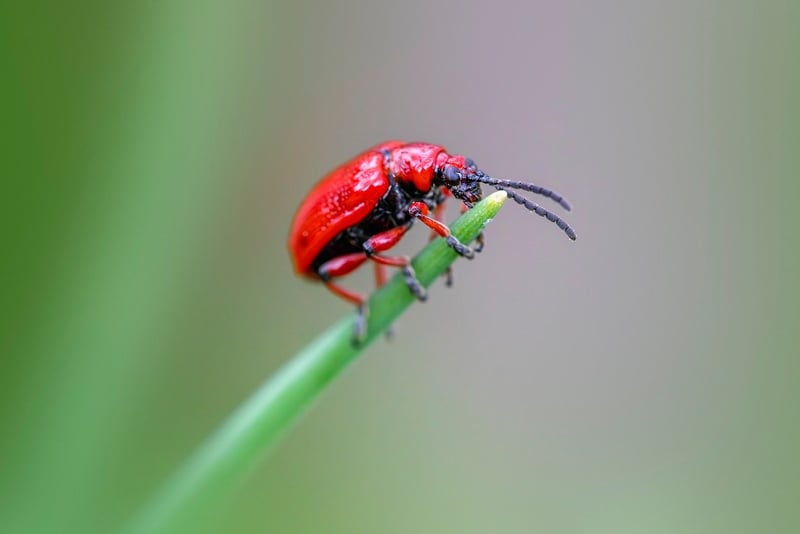 Pest Management