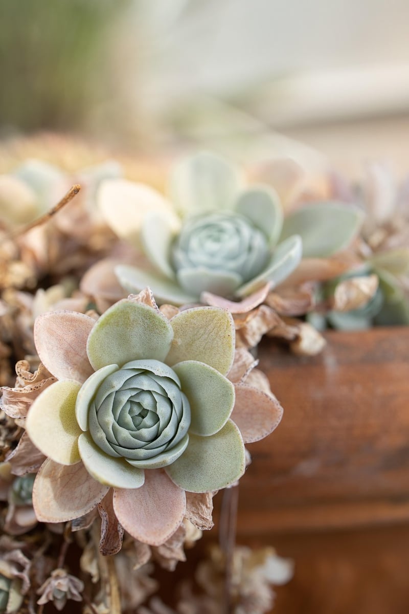 Healthy Plants