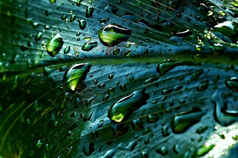 Rain Barrel Watering System
